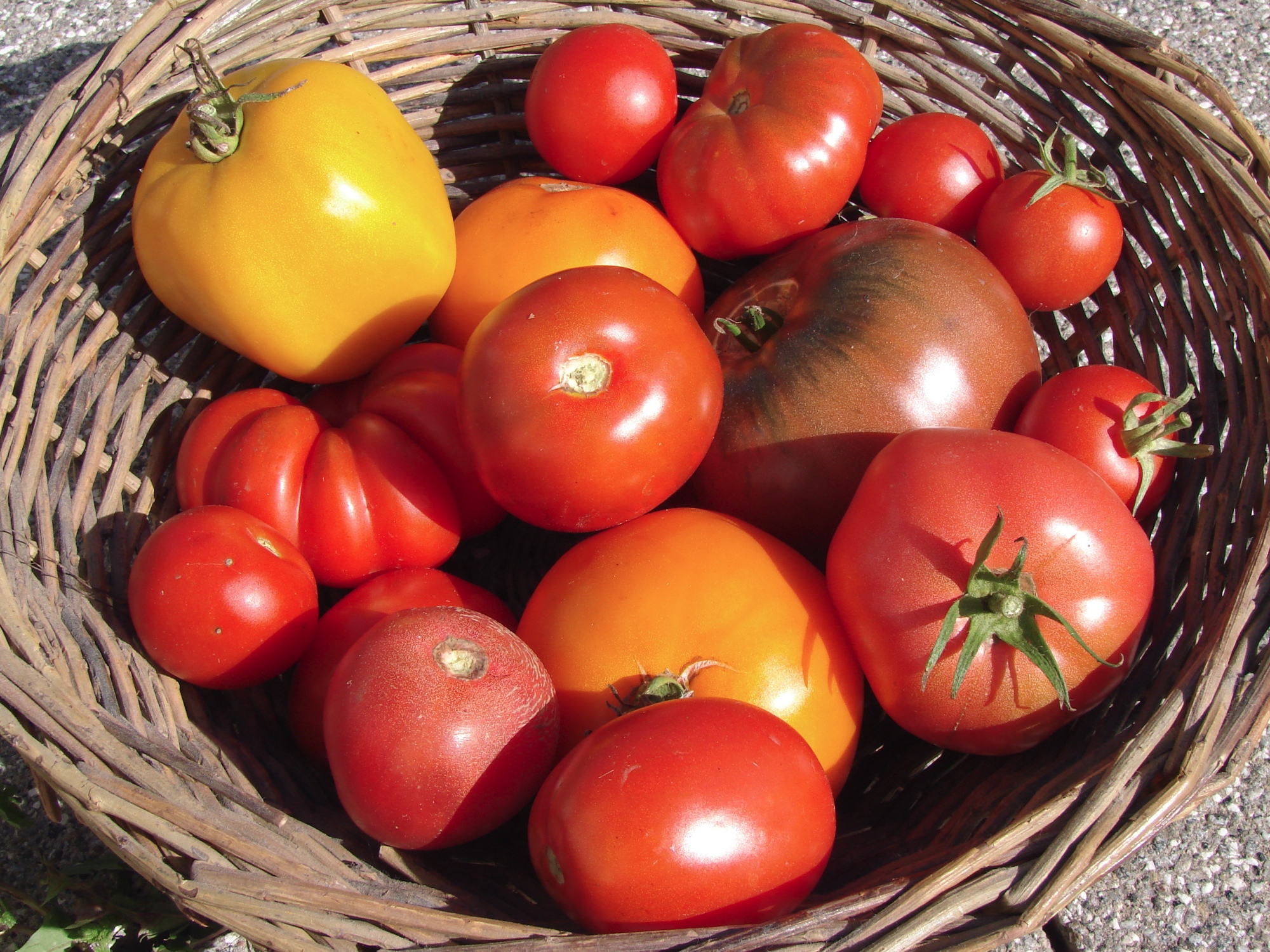 tomatenkorb.jpg